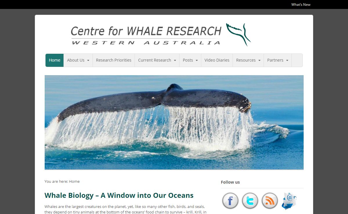 Home - Centre for Whale Research