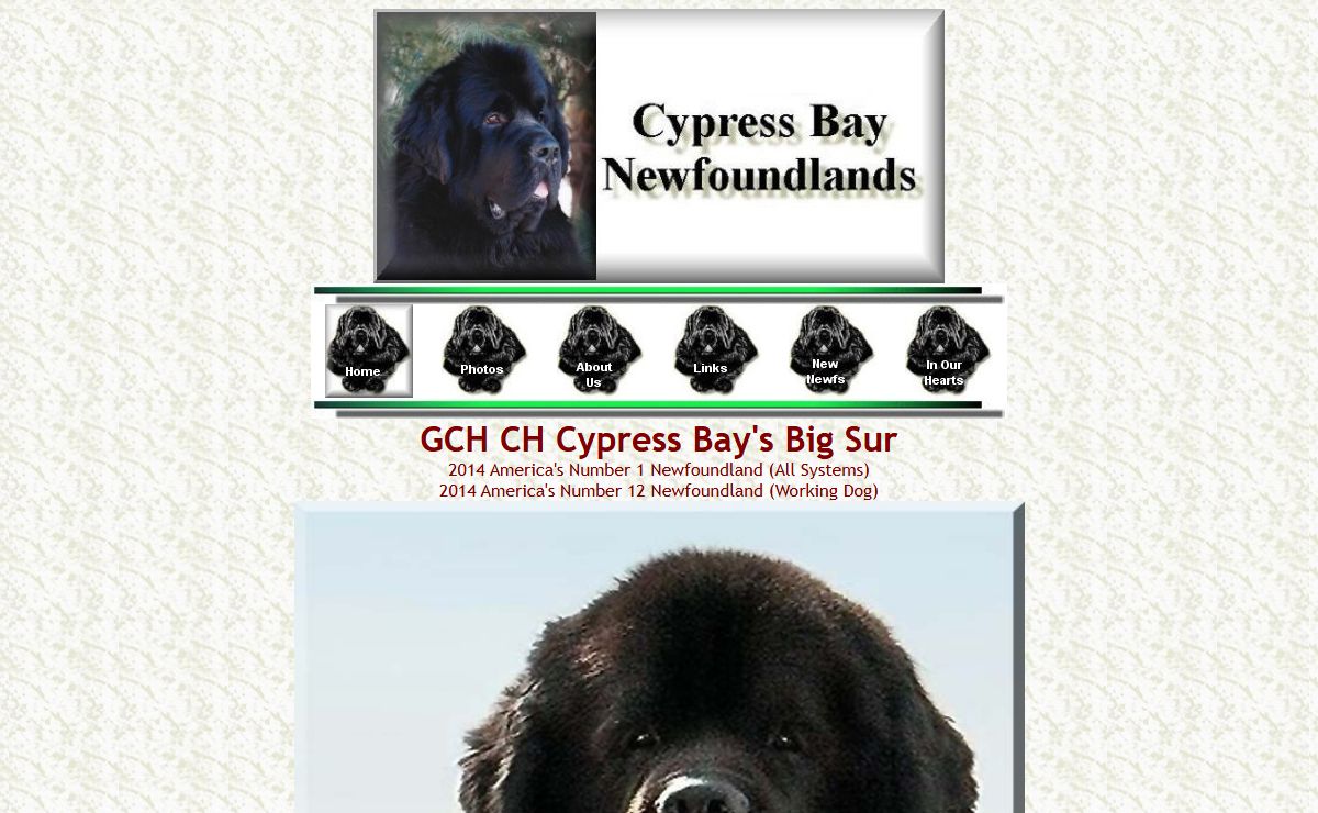 Cypress Bay Newfoundlands