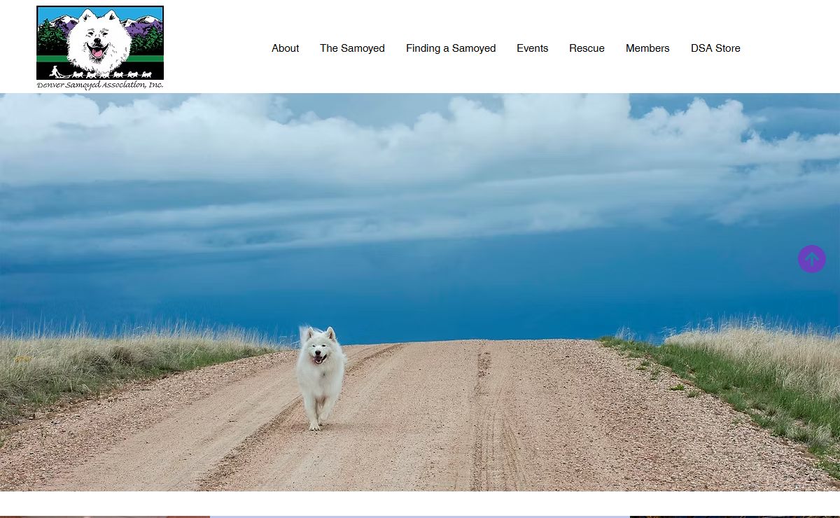 Samoyed Club | Denver Samoyed Association | Denver