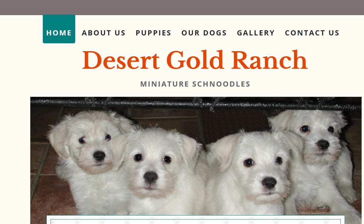 Schnoodle Puppies For Sale - Desert Gold Ranch
