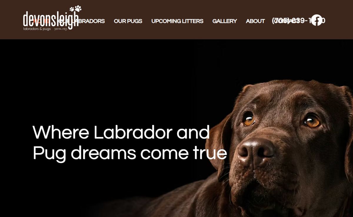 Home | Devonsleigh I Labrador & Pug Breeding Programs