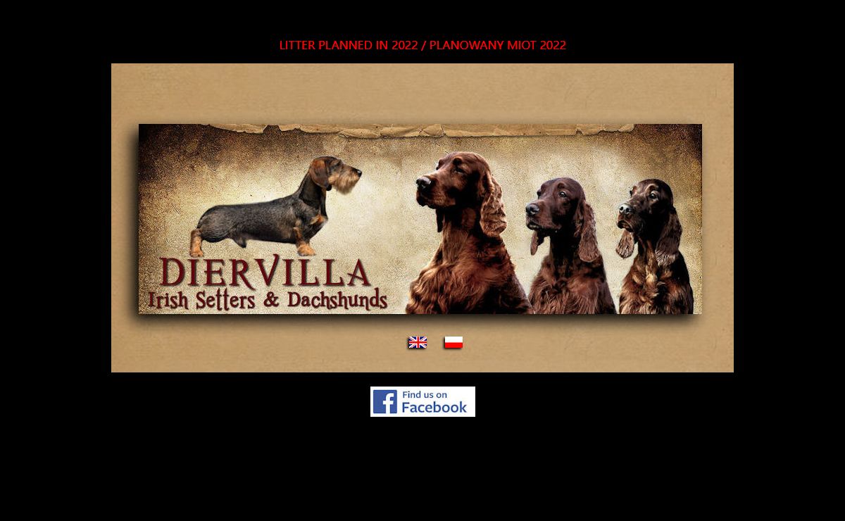 DIERVILLA Irish Setters & Dachshunds