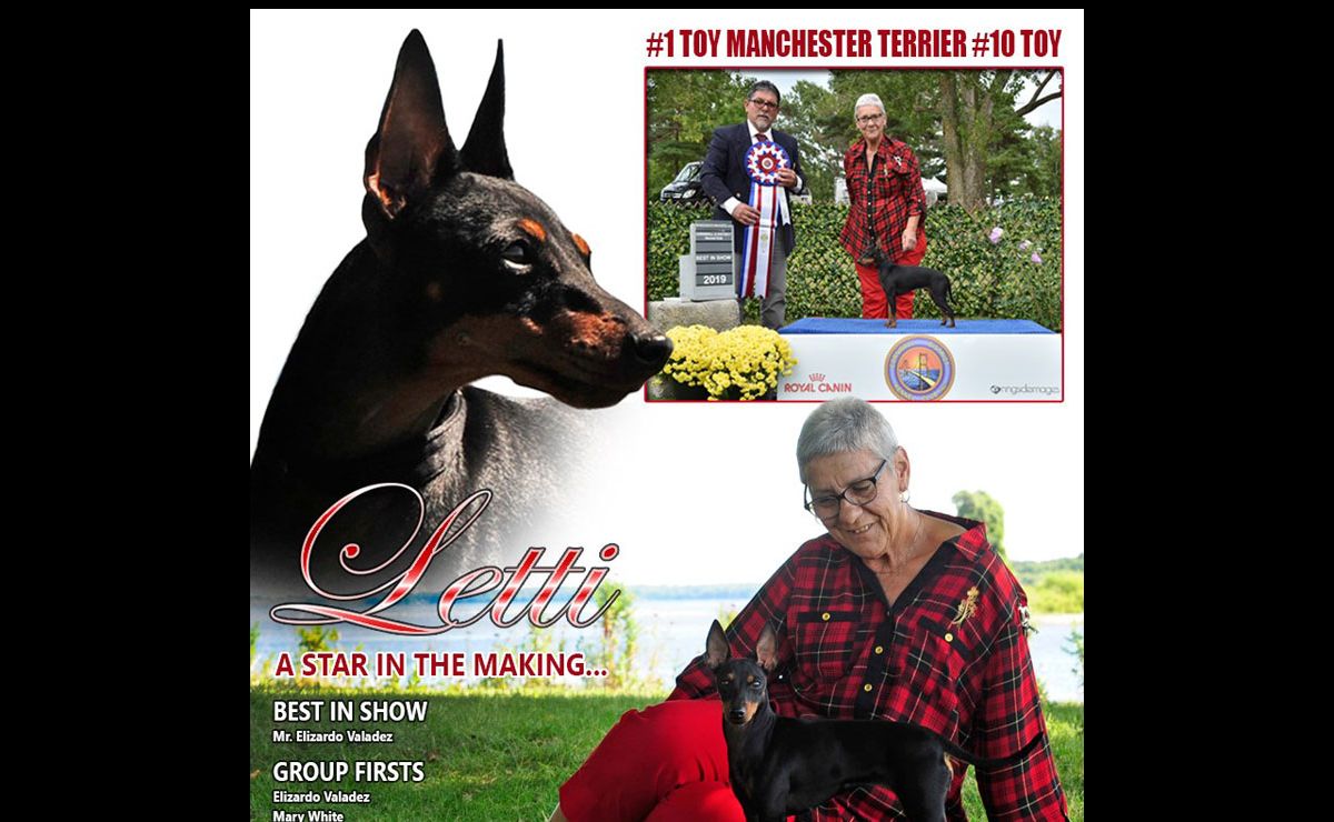 Diventy Terrier de Manchester nain - Diventy Toy Manchester Terrier
