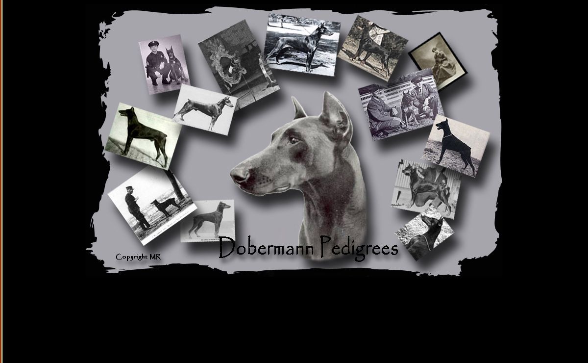 Dobermann Pedigrees