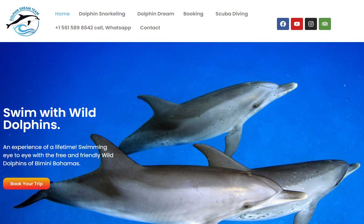 Swim With Wild Dolphins - Wild Dolphins Encounters