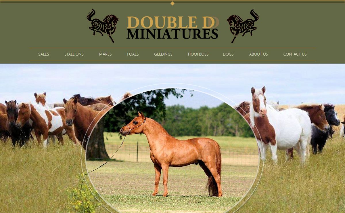 Miniature Horses, Stallions, & Mares for Sale in Saskatchewan | Double D Miniatures