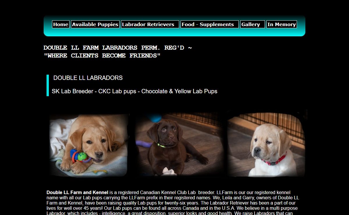 SK Lab breeder | Yellow Lab pups | Chocolate Lab pups |