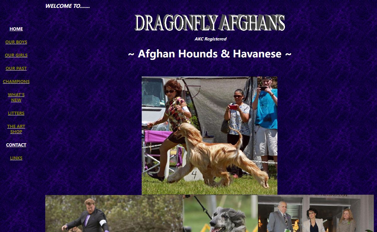 Welcome To DRAGONFLY AFGHAN HOUNDS