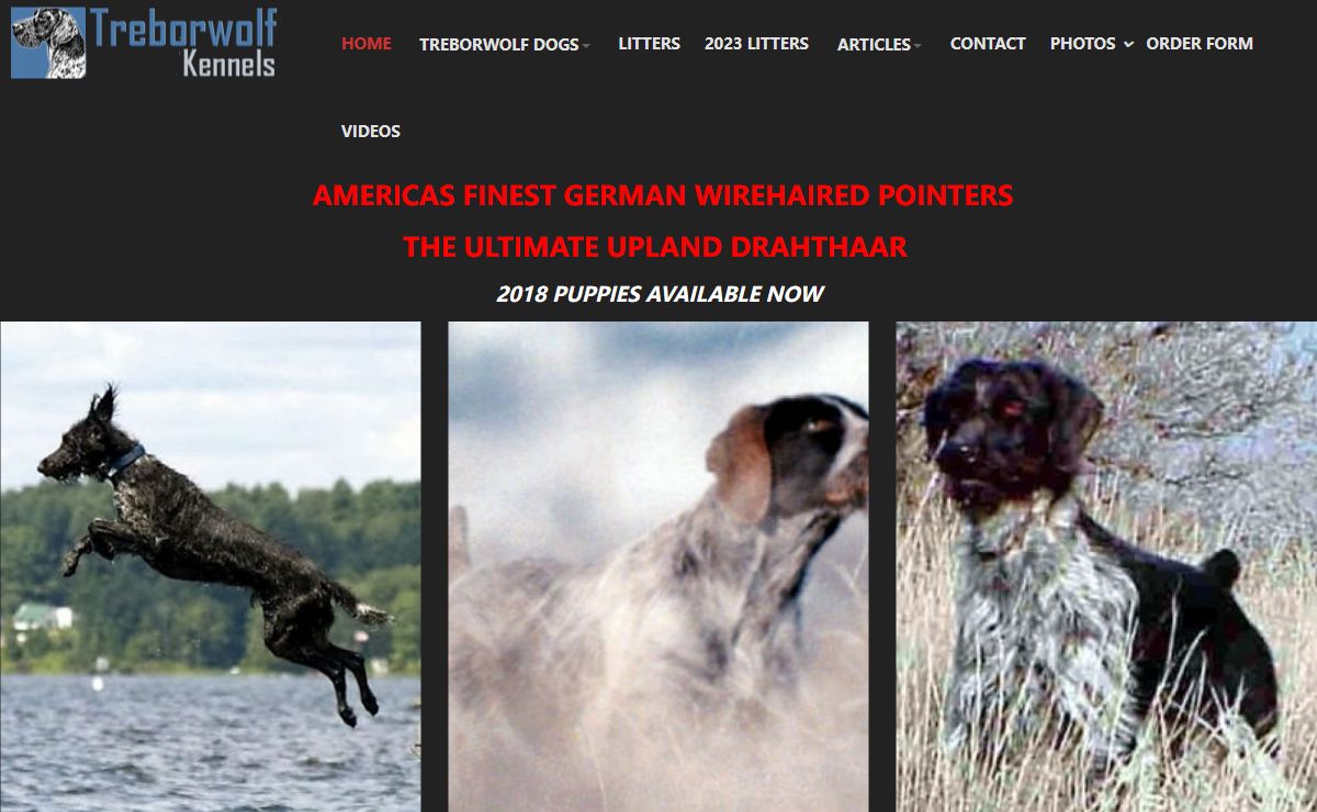 DRAHTHAAR TREBORWOLF DRAHTHAARS- Outstanding German Wirehaired Pointers