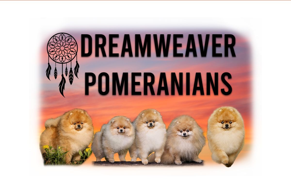 Home - DreamWeaver Pomeranians