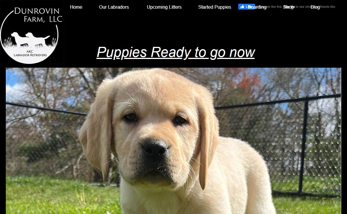 Dunrovin Farm Labrador Retrievers