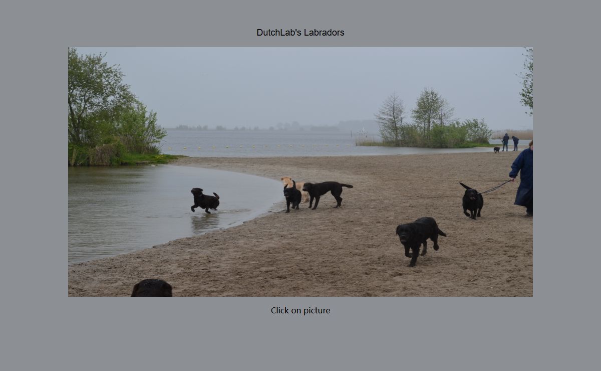 Dutchlab's Labradors