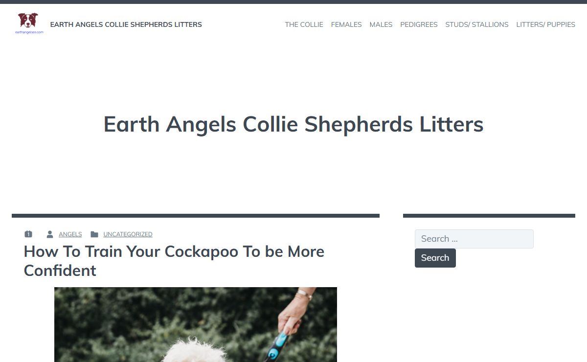 Earth Angels Collie Shepherds Litters -