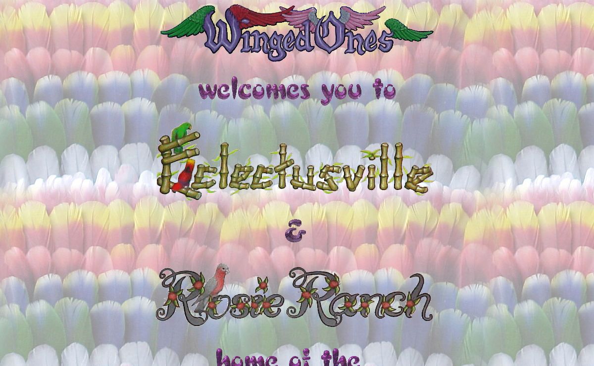 Eclectus Parrots - Eclectusville! Susie Christian Eclectus Parrot Breeder Rose Breasted Cockatoos, Solomon Islands, and Red Sided Available Now!