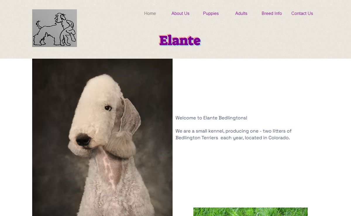 Elante Bedlingtons | Bedlington Terrier