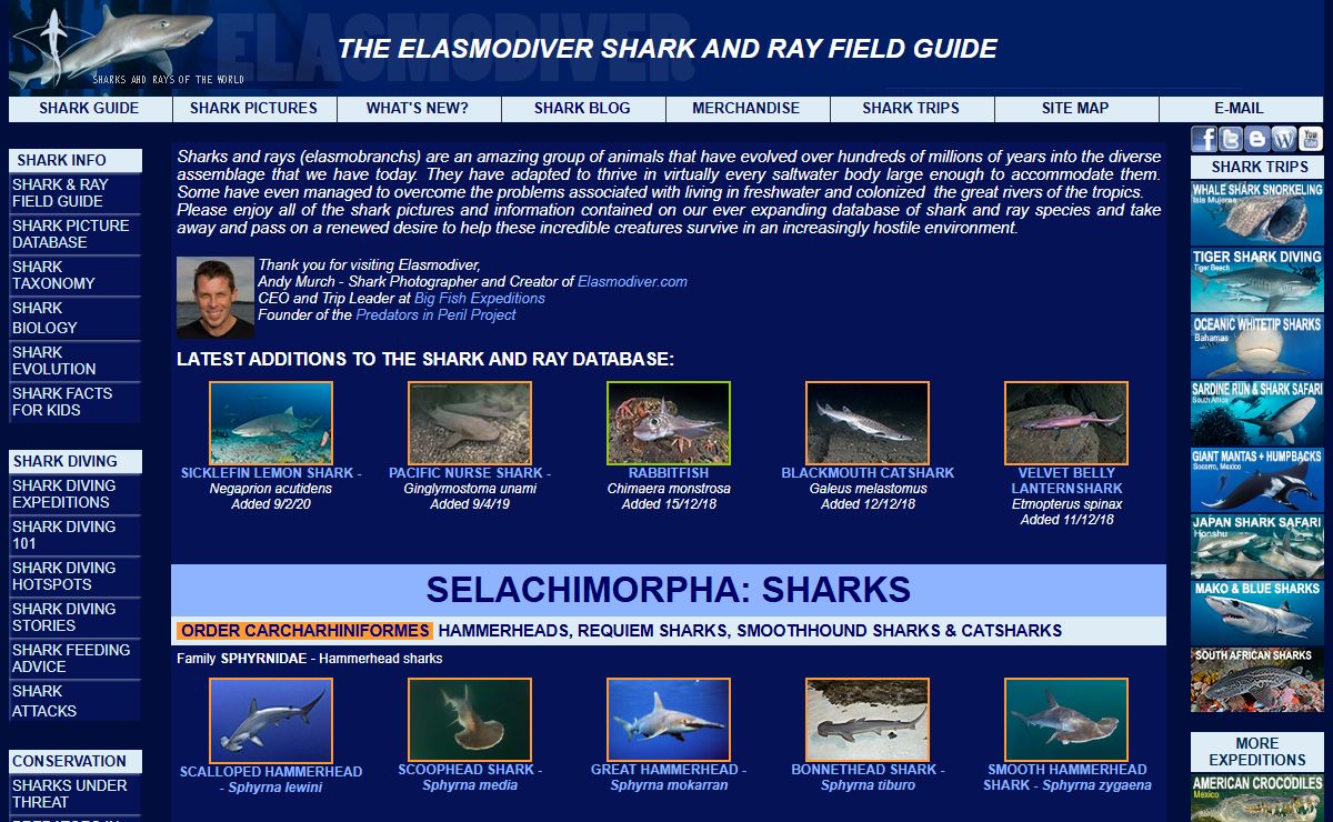 The Shark and Ray Field Guide: shark pictures and information about sharks and rays