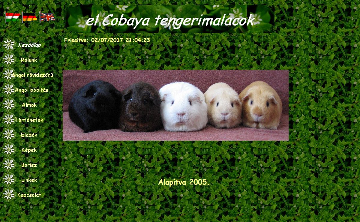 Angol rövidszőrű és Angol bóbítás tengerimalacok krém, sárga, fehér és agouti színekben, English shorthair and English crested cavies,Meerschweinchen