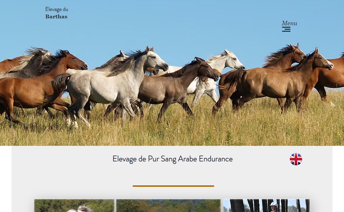 Elevage du Barthas, chevaux endurance à vendre, pur sang arabe