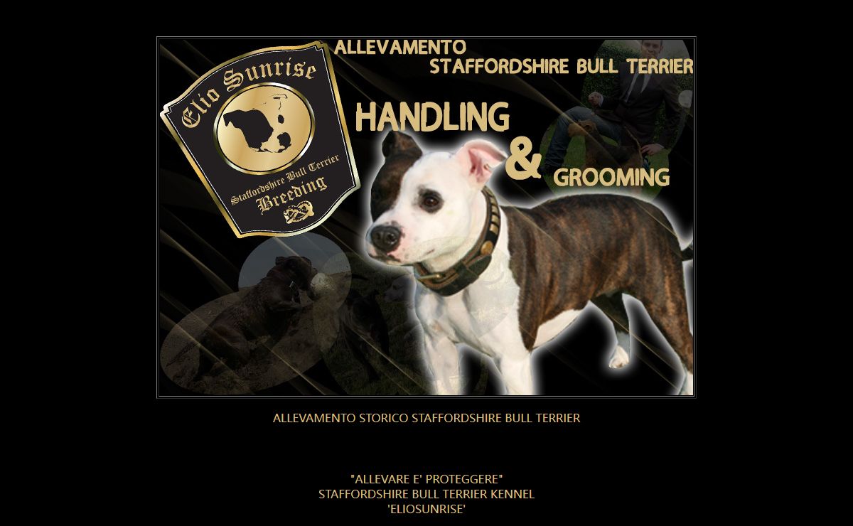 Staffordshire Bull Terrier Elios Sun Rise