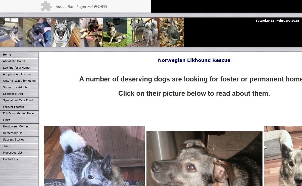 Norwegian Elkhound Rescue
