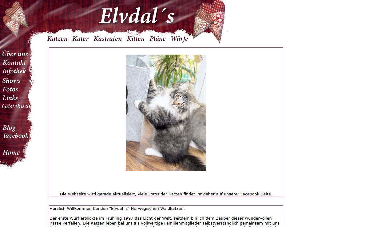 Elvdal´s Norwegische Waldkatzen