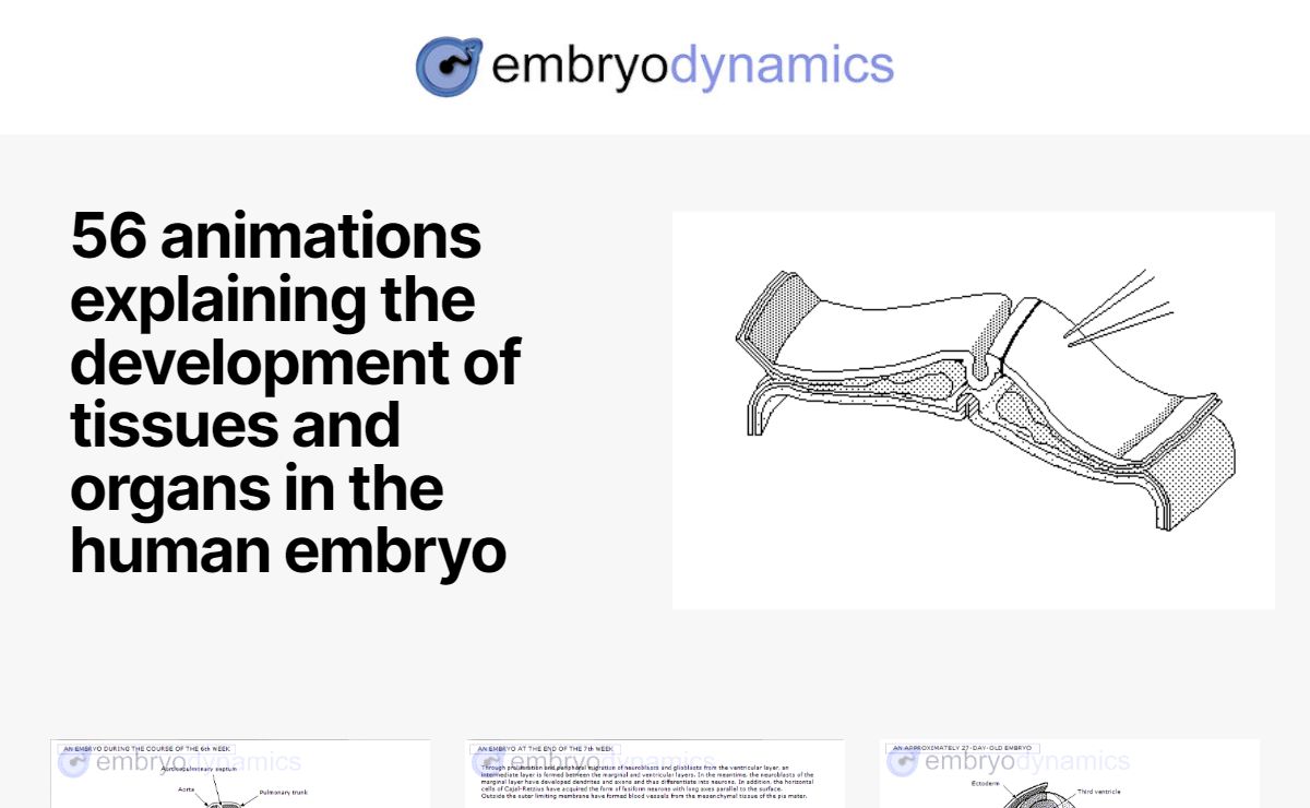Embryodynamics