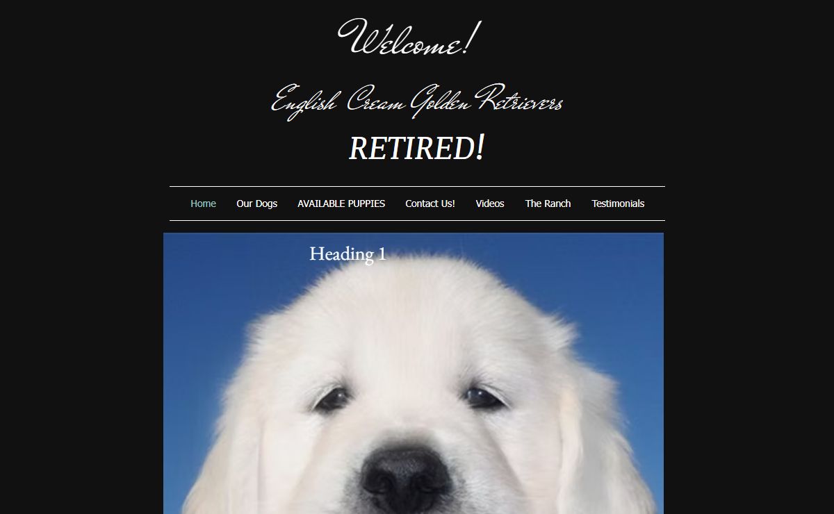 English White Golden Retriever Puppies for Sale English Golden Retriev