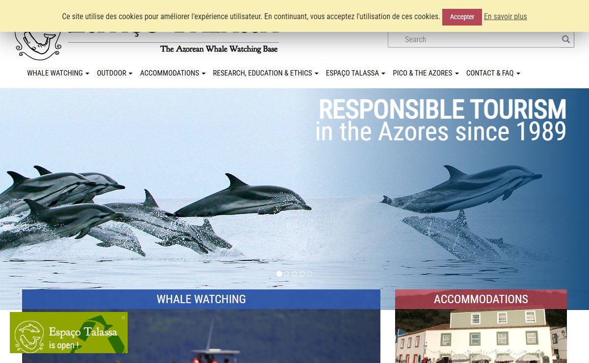 Whale Watching In The Azores - Espaço Talassa Pico Island Study Base