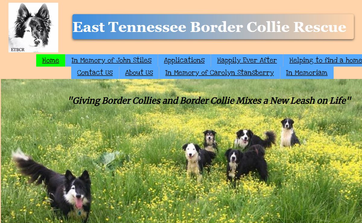 East Tennessee Border Collie Rescue - Adopting A Dog, Rescue, Dog Rescue