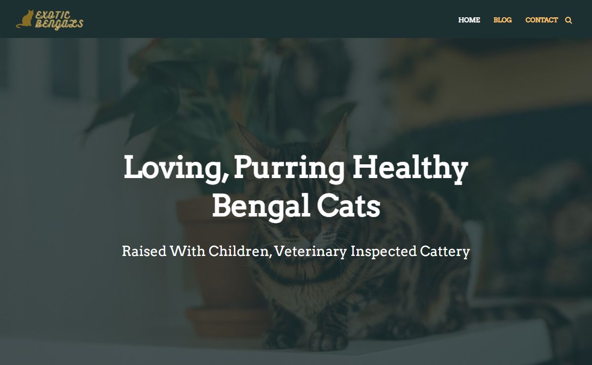 exoticbengals.com – Just another WordPress site