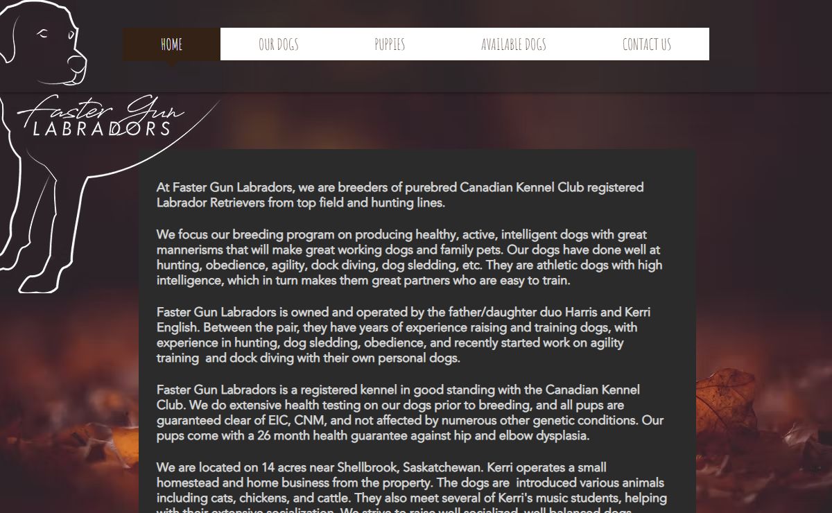 Labrador Retriever | Faster Gun Labradors | Shellbrook