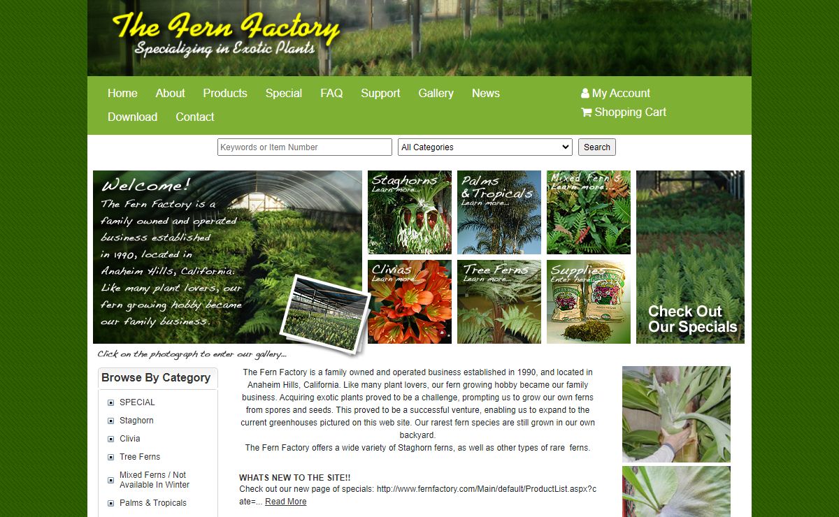 Fern Factory - Fern Factory offers a wide variety of Tree Ferns, staghorn fern, Rare ferns