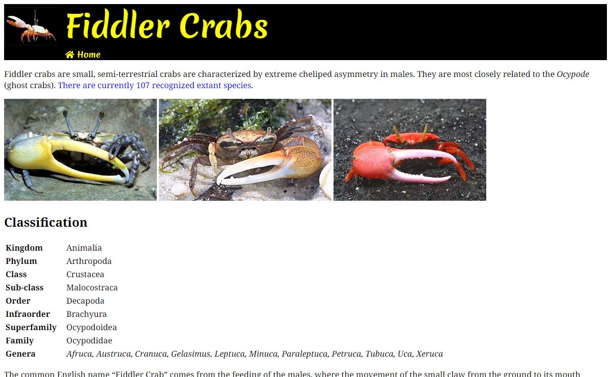 Fiddler Crabs