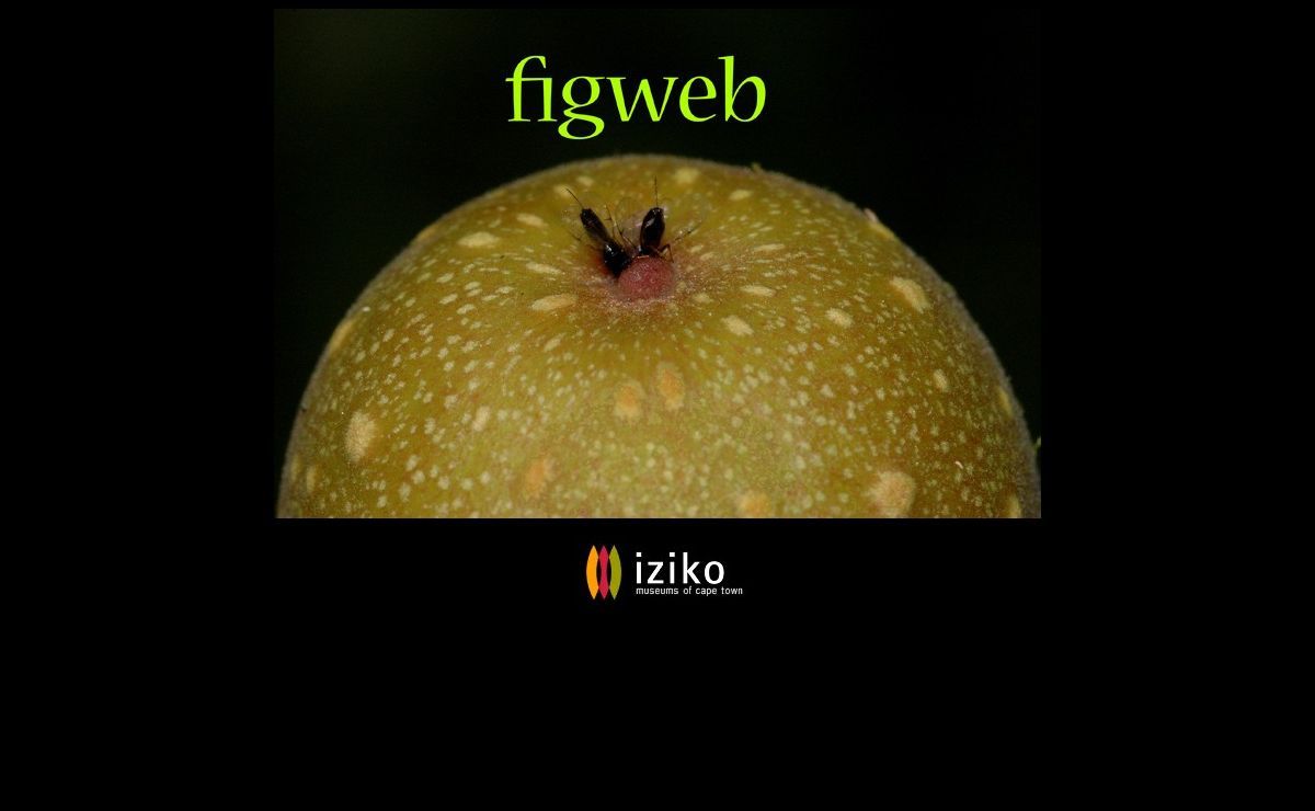 FigWeb