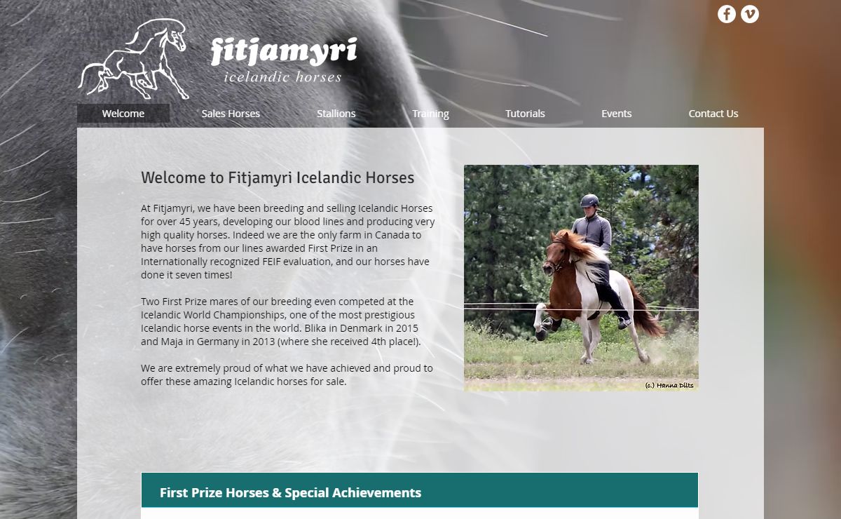 Icelandic Horses for Sale - Fitjamyri