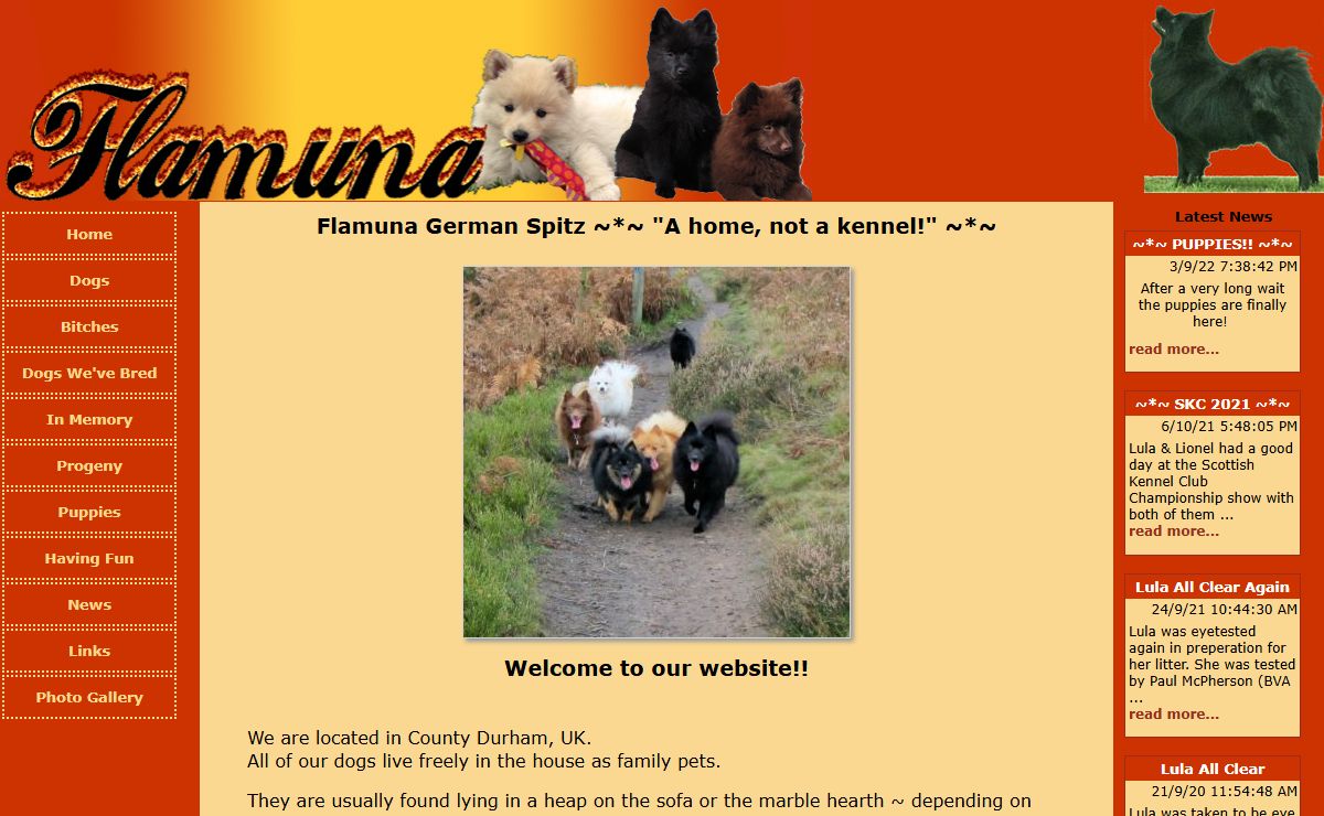 Flamuna German Spitz Mittel and Dalmatian