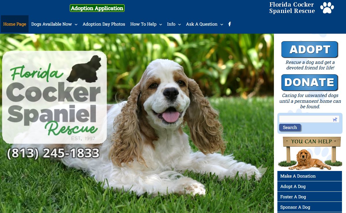Florida Cocker Spaniel Rescue… – 20 Years Rescuing & Rehoming Cocker Spaniels