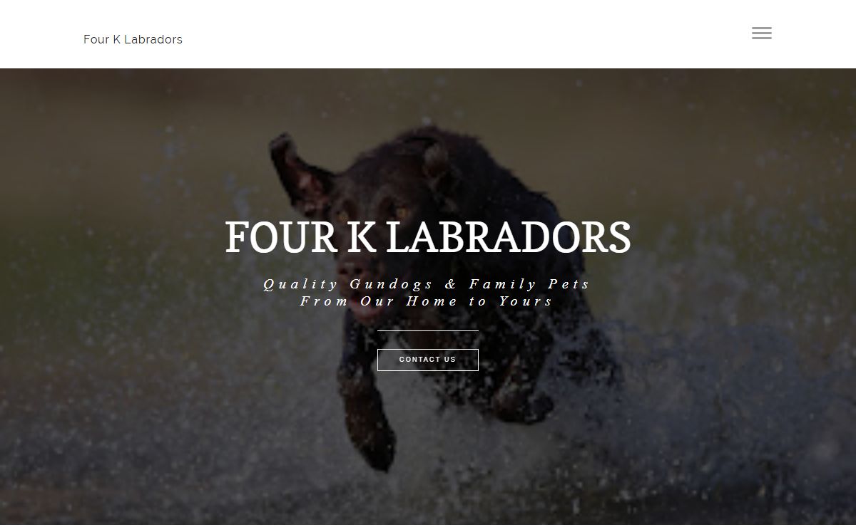 Four K Labradors