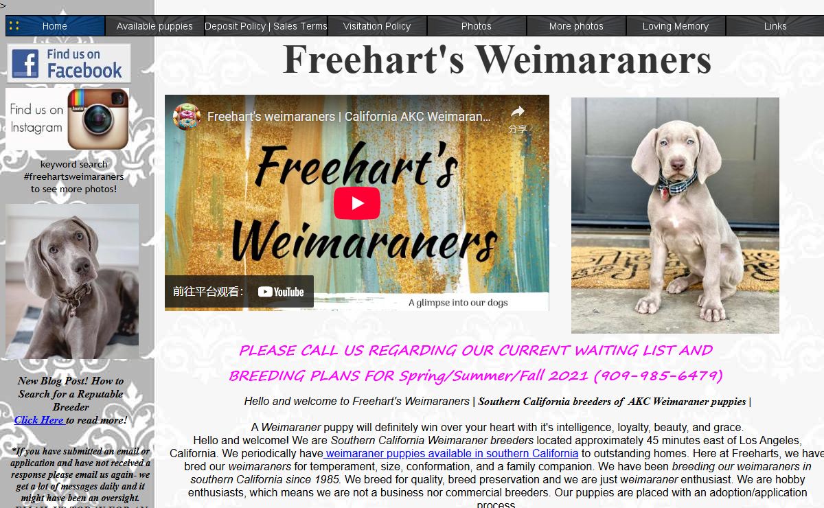 Freehart's Weimaraners | Southern California Weimaraner puppies