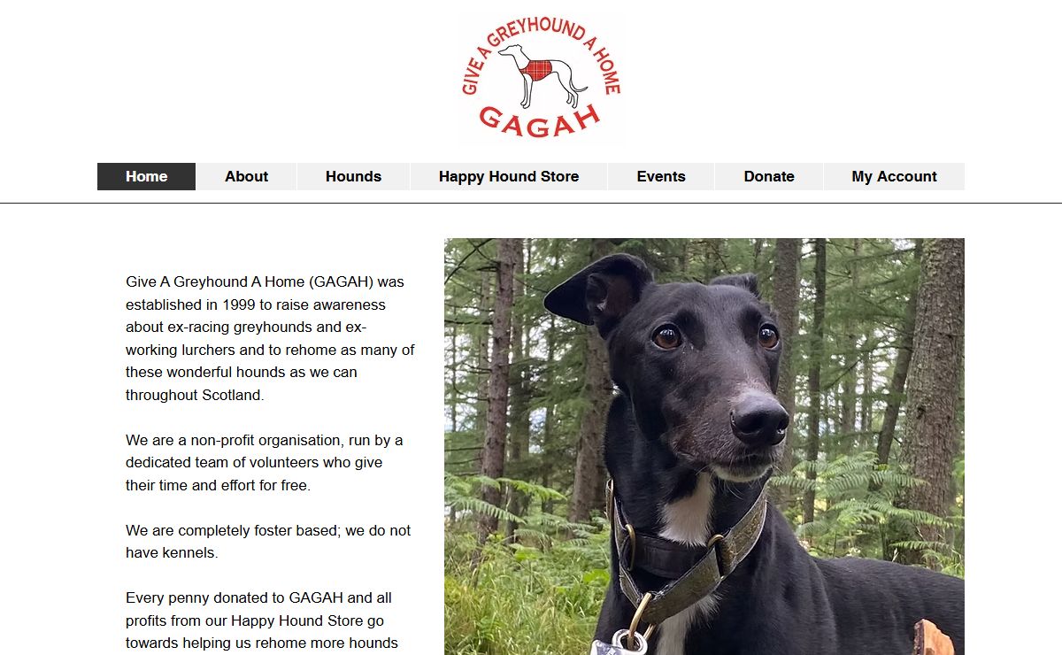 Greyhound Rescue | Give a Greyhound a Home