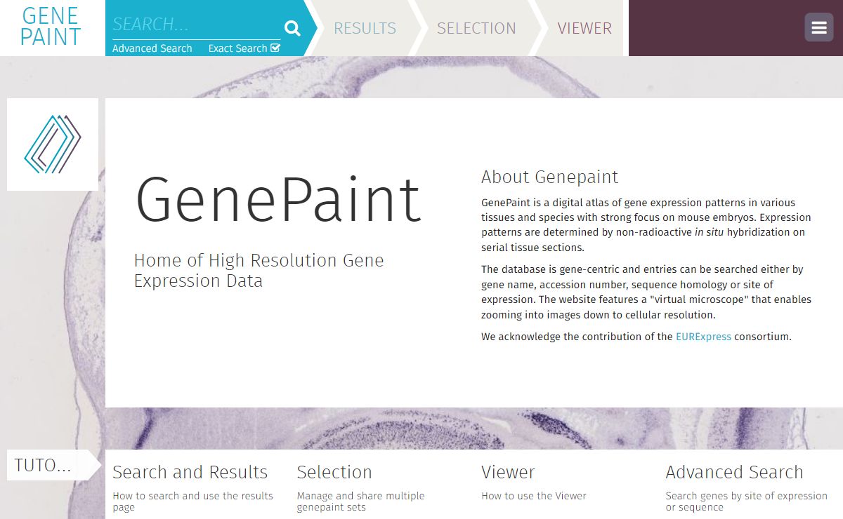 Genepaint - Home of High Resolution Gene Expression Data