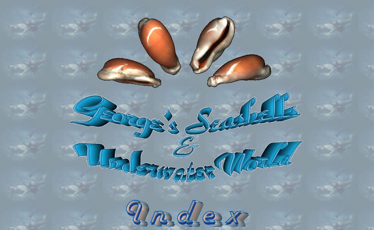 George's Seashells & Underwater World