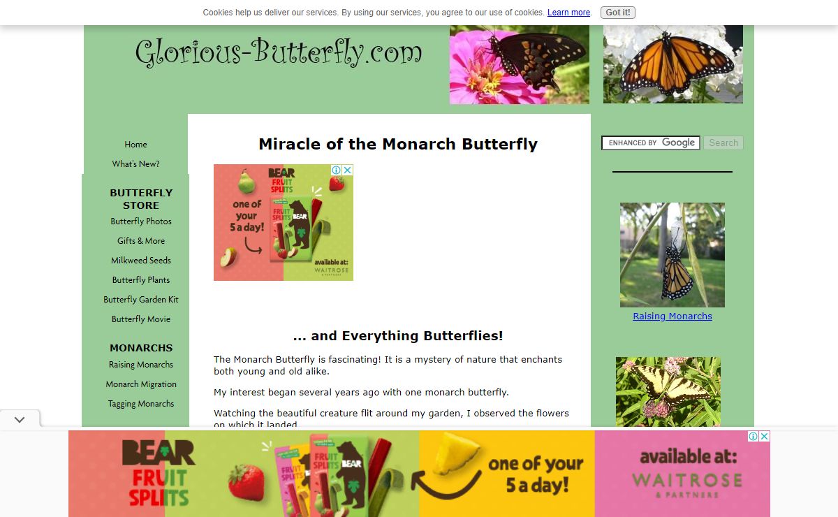 Monarch Butterfly