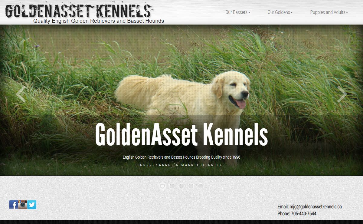 English Golden Retriever Breeder | Basset Hound Breeder
