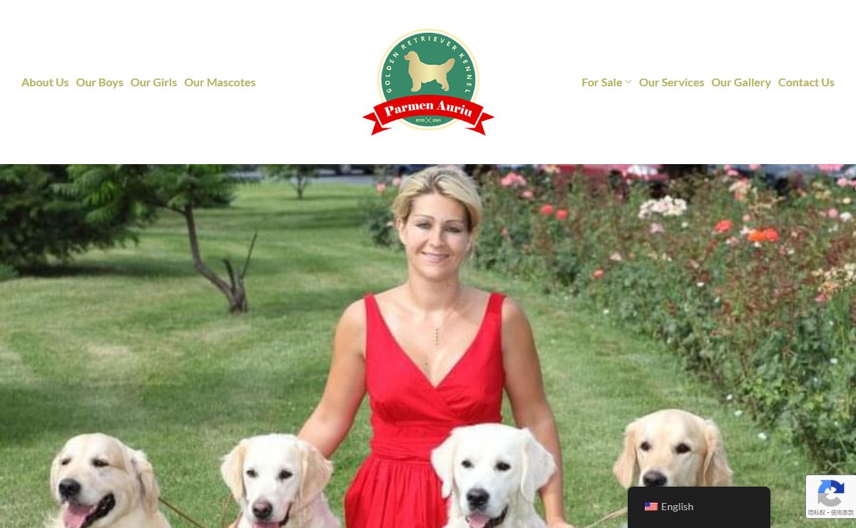 Parmen Auriu Golden Retrievers - English Cream Golden Retriever Romania
