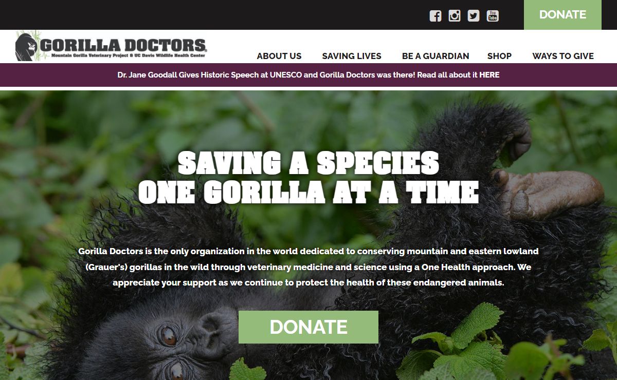 Gorilla Doctors - Mountain Gorilla Veterinary Project & UC Davis Wildlife Health Center Gorilla Doctors