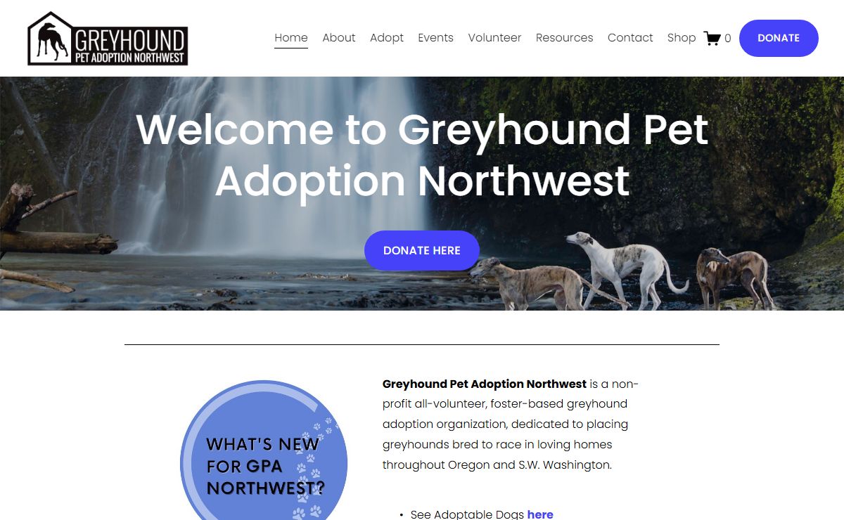 Greyhound Pet Adoption Northwest