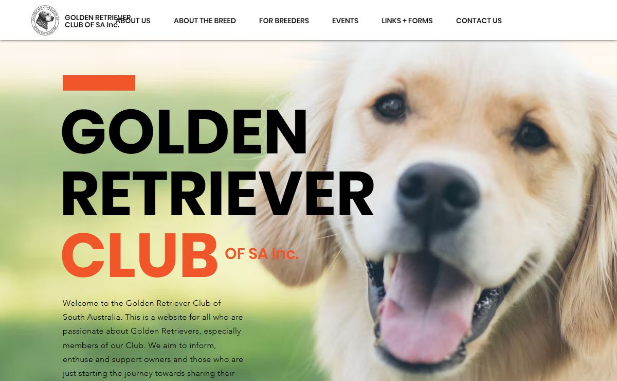HOME | GoldenRetriever Club