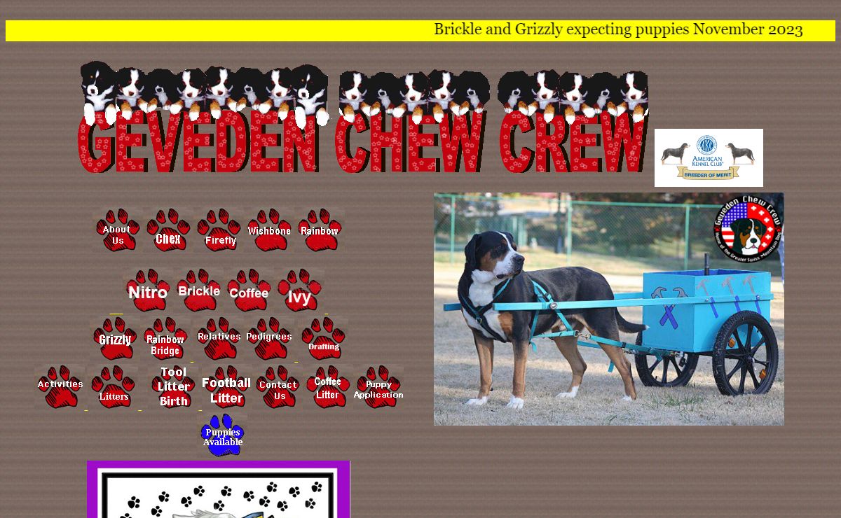 Greater Swiss Mountain Dog: Geveden Chew Crew