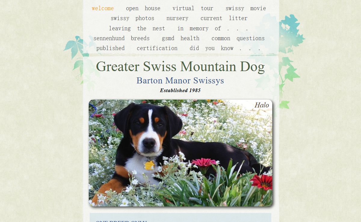 Greater Swiss Mountain Dog - Barton Manor Swissys